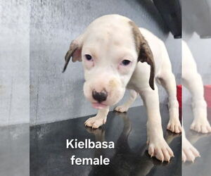 Mutt Dogs for adoption in Evansville, IN, USA