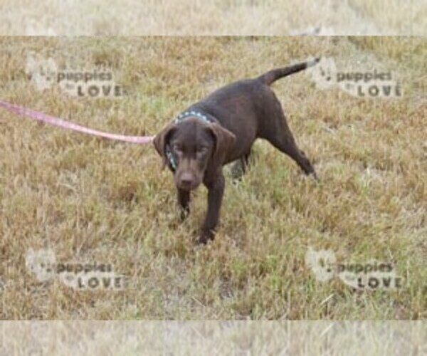 Medium Photo #9 Labrador Retriever Puppy For Sale in SANGER, TX, USA