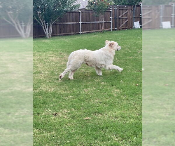 Medium Photo #7 Great Pyrenees Puppy For Sale in Spring, TX, USA