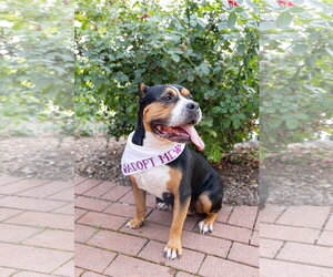 Mila - Female Mutt Dog for Adoption - Photo #22