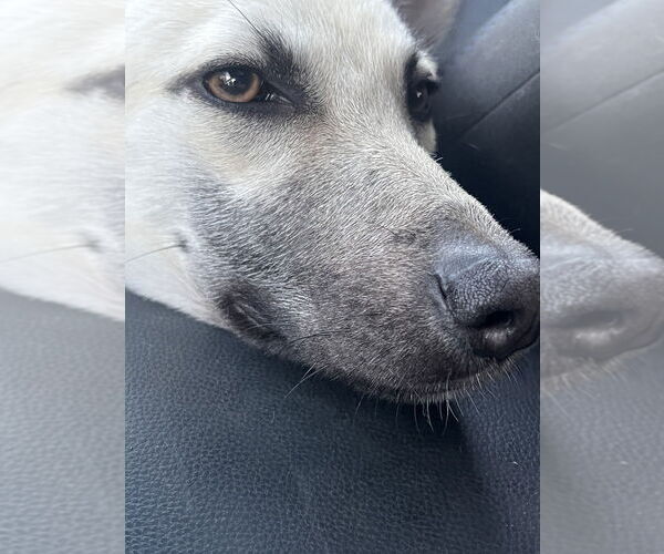 Medium Photo #2 Mutt Puppy For Sale in Imlay City, MI, USA