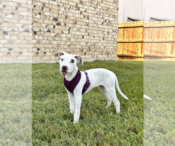 Medium Photo #9 Mutt Puppy For Sale in Euless, TX, USA