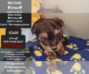 Yorkshire Terrier Puppy for sale in TUCSON, AZ, USA