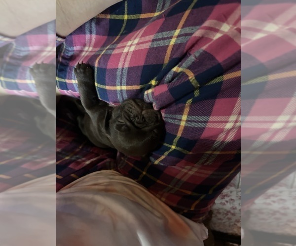 Medium Photo #51 Pug Puppy For Sale in BLOOMINGTON, IL, USA