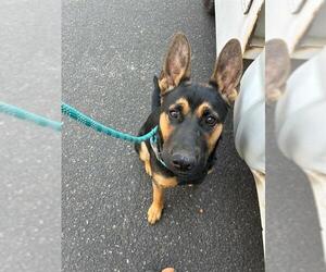 Medium German Shepherd Dog