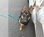 Small German Shepherd Dog