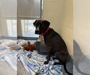 Labrador Retriever Dogs for adoption in Brewster, MA, USA