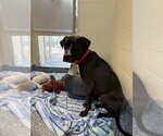 Small Labrador Retriever