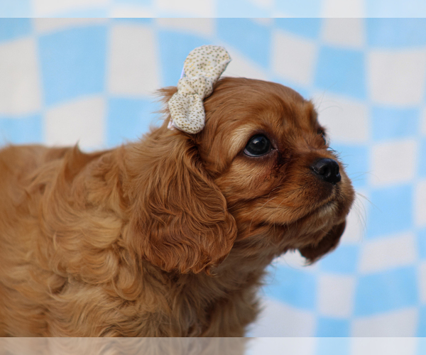 Medium Photo #1 Cavalier King Charles Spaniel Puppy For Sale in LIBERTY, KY, USA