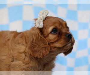 Cavalier King Charles Spaniel Puppy for sale in LIBERTY, KY, USA