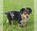 Small #1 Sheprador