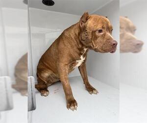 Staffordshire Bull Terrier Dogs for adoption in Houston, TX, USA