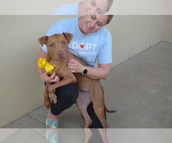 Medium Photo #3 American Pit Bull Terrier-Unknown Mix Puppy For Sale in McKinney, TX, USA