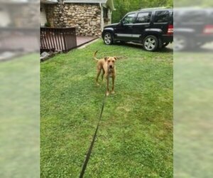 Shepradors Dogs for adoption in Westwood, NJ, USA