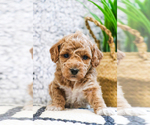 Small Photo #24 Poodle (Toy) Puppy For Sale in SYRACUSE, IN, USA