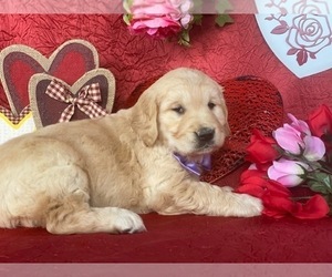 Golden Retriever Puppy for sale in LANCASTER, PA, USA