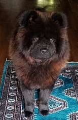 Father of the Chow Chow puppies born on 05/08/2018