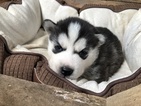 Small Photo #2 Pomsky Puppy For Sale in ARTHUR, IL, USA