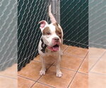 JEN - Female American Bulldog-Unknown Mix Dog for Adoption - Small photo