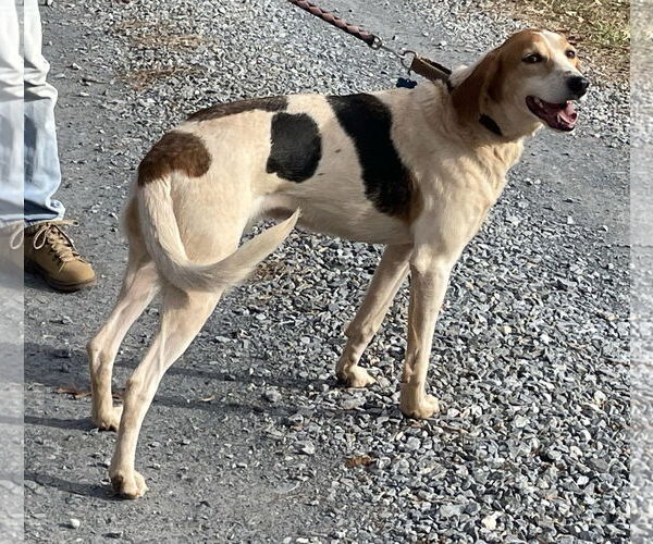Medium Photo #3 English Foxhound-Unknown Mix Puppy For Sale in Rustburg, VA, USA