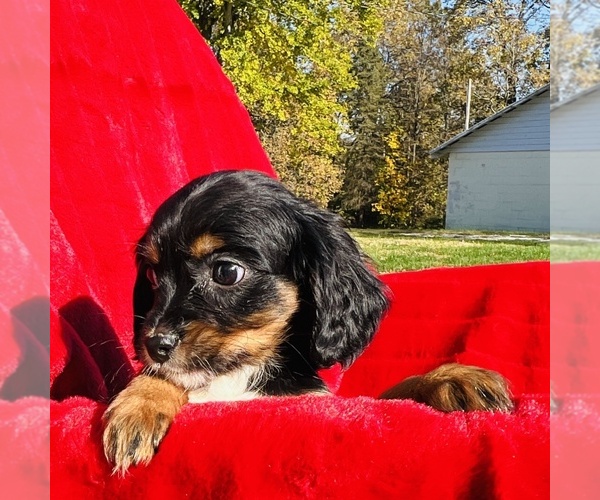 Medium Photo #6 Cavalier King Charles Spaniel Puppy For Sale in FRESNO, OH, USA