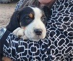 Small Photo #7 Greater Swiss Mountain Dog Puppy For Sale in PHOENIX, NY, USA