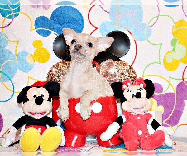Medium Photo #5 Chihuahua Puppy For Sale in CHARLESTON, AR, USA