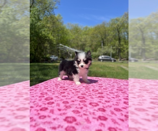 Medium Photo #51 Pomsky Puppy For Sale in DRACUT, MA, USA