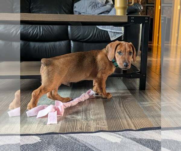 Medium Photo #5 Dachshund-Doberman Pinscher Mix Puppy For Sale in Buffalo, MN, USA