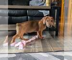 Small #4 Dachshund-Doberman Pinscher Mix