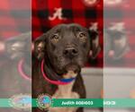 Small #1 Labrador Retriever Mix