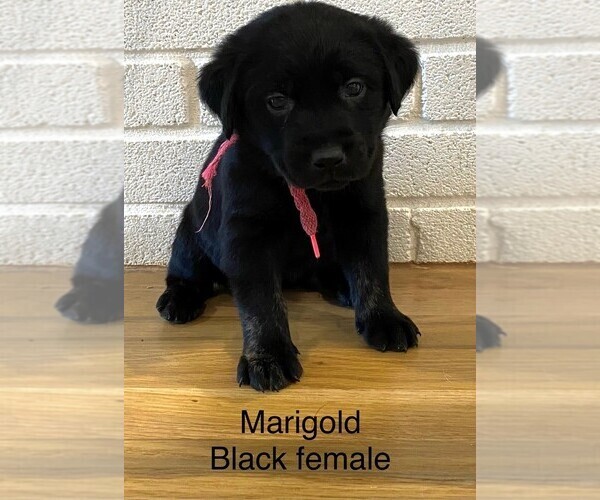 Medium Photo #1 Labrador Retriever Puppy For Sale in RICHARDSON, TX, USA