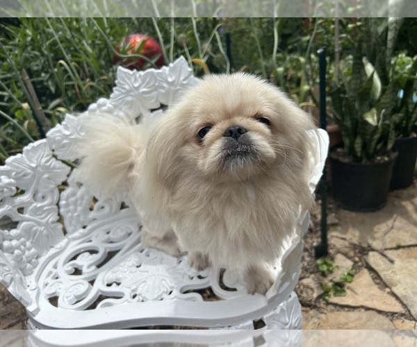 Medium Photo #1 Pekingese Puppy For Sale in MESQUITE, TX, USA