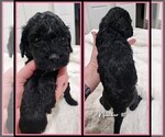 Small Photo #4 Springerdoodle Puppy For Sale in FORT SCOTT, KS, USA