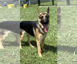 German Shepherd Dog Dogs for adoption in Virginia Beach, VA, USA