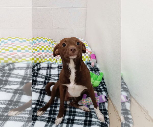 Medium Photo #2 Chihuahua-Unknown Mix Puppy For Sale in York, SC, USA