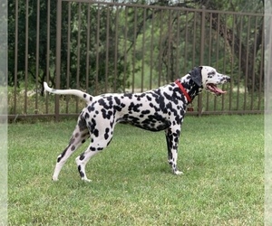 Dalmatian Puppy for sale in SAN ANTONIO, TX, USA