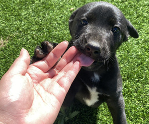 Belgian Malinois-Labrador Retriever Mix Puppy for Sale in VALLEY CENTER, California USA