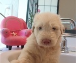 Small #4 Goldendoodle