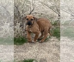 Small Photo #92 Rhodesian Ridgeback Puppy For Sale in MORONGO VALLEY, CA, USA