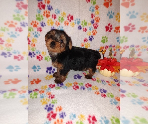 Medium Photo #4 Yorkshire Terrier Puppy For Sale in LAPEER, MI, USA