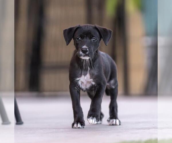 Medium Photo #2 Mutt Puppy For Sale in San Diego, CA, USA