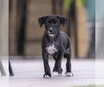 Small #1 Mutt