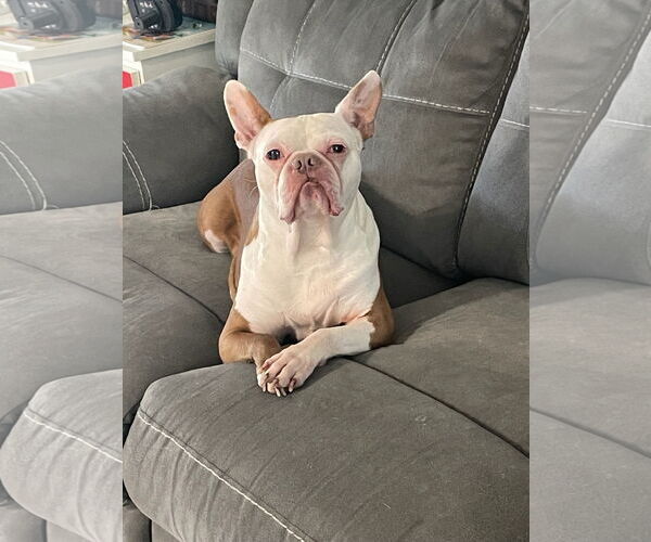 Medium Photo #1 Boston Terrier Puppy For Sale in Miami, FL, USA