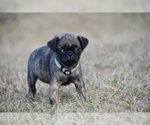 Medium Photo #4 Pug Puppy For Sale in PALM COAST, FL, USA