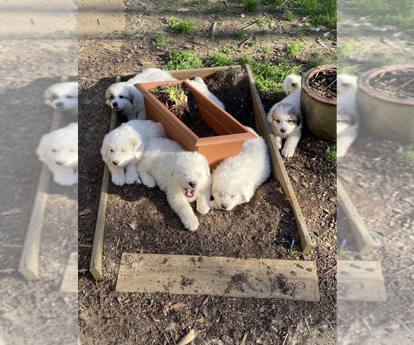 Medium Photo #3 Great Pyrenees Puppy For Sale in OXFORD, MS, USA