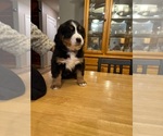 Small Photo #3 Bernese Mountain Dog Puppy For Sale in JONESBORO, AR, USA