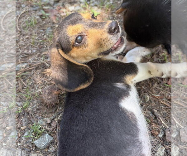 Medium Photo #3 Beagle-Unknown Mix Puppy For Sale in Spring Lake, NC, USA
