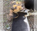 Small #2 Beagle Mix