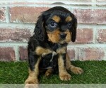 Small #5 Cavalier King Charles Spaniel